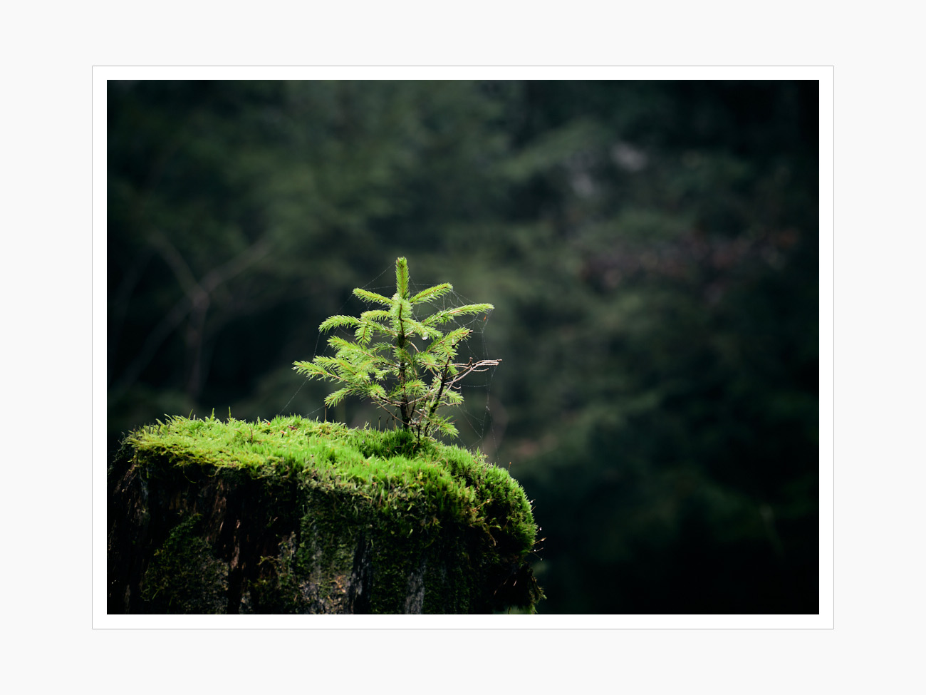 Max Schiefele Alle Bilder  DSF3714